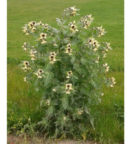 Grande plante à fleurs jaunes, possible jusquiame noire, dans un champ.